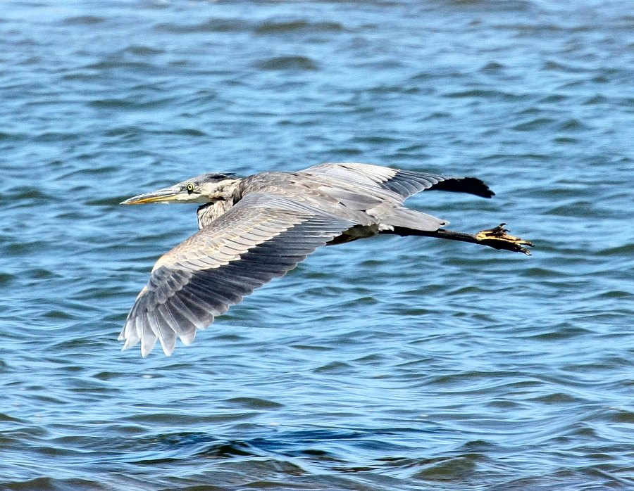 BlueHeron