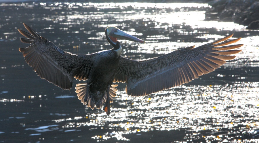 Pelican