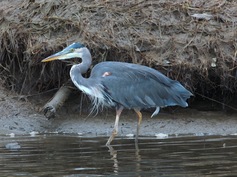 BlueHeron