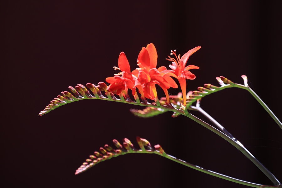 LuciferCrocosmia