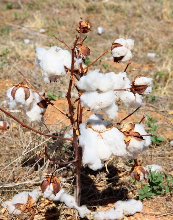 Cotton