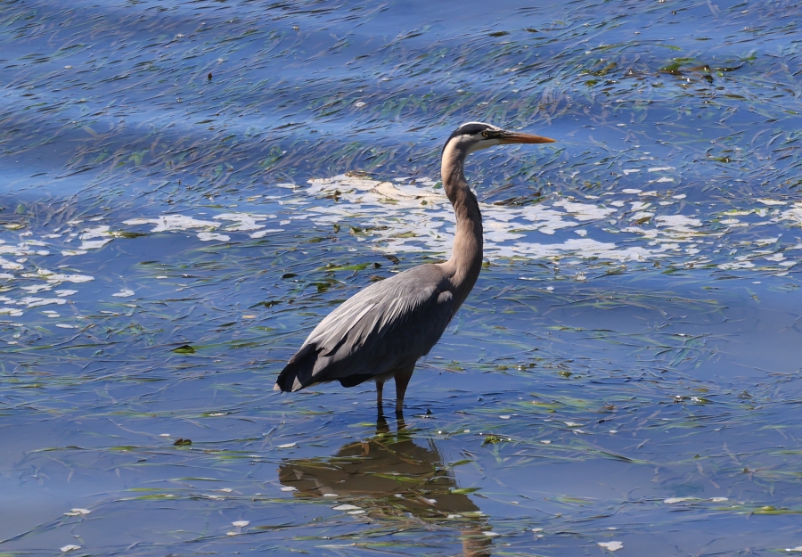 Heron