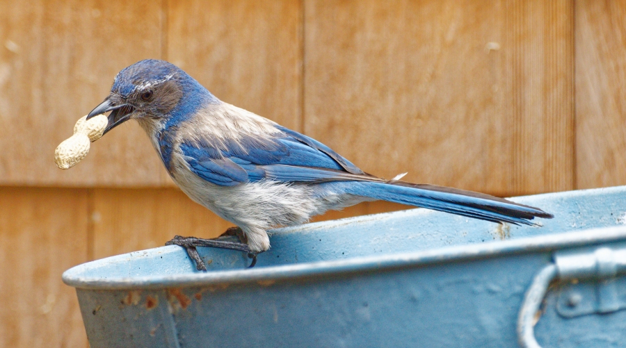 BlueJay