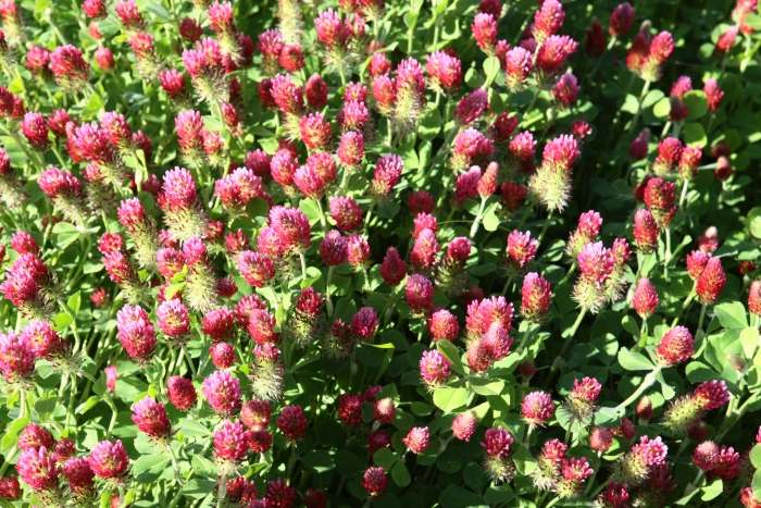 RedClover