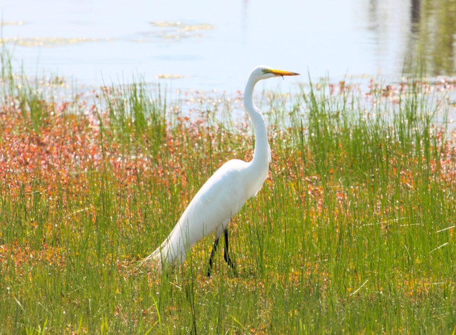 WhiteCrane