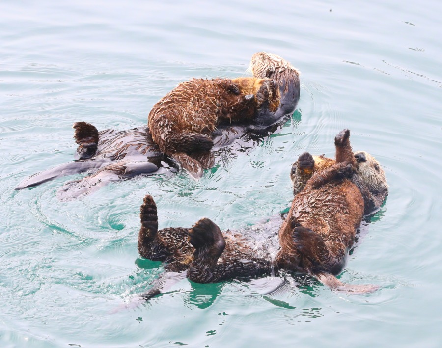 SeaOtters