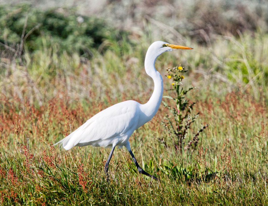 Egret