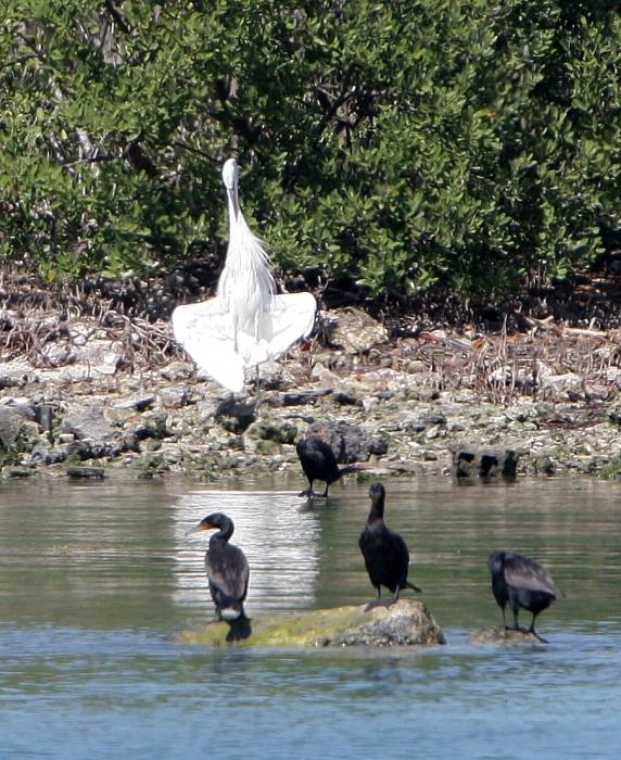 Egret