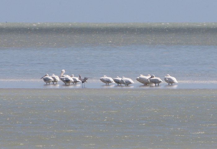 Pelicans