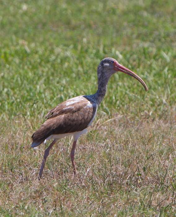 Ibis