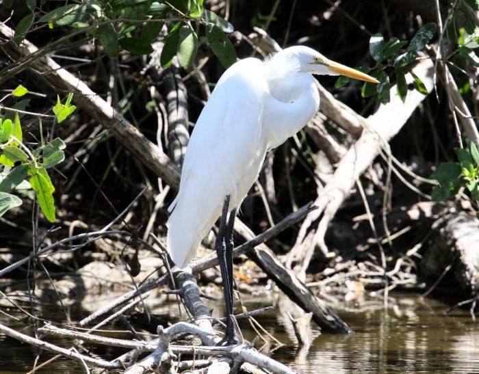 Egret