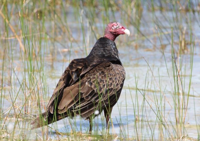 TurkeyVulture