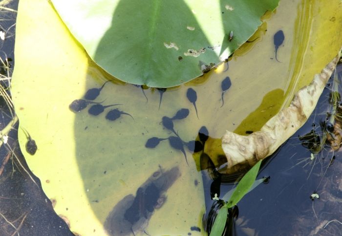 Tadpoles