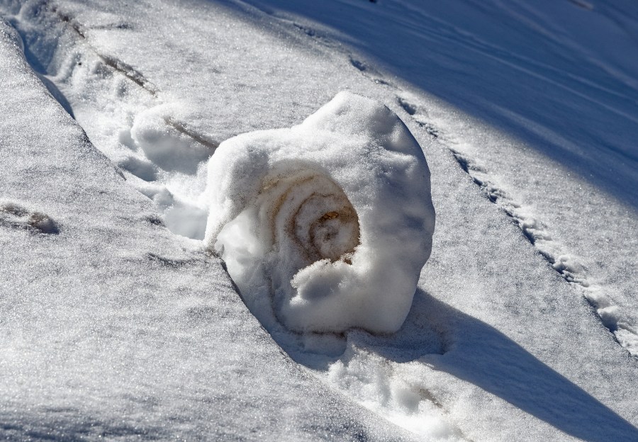 SnowRoller