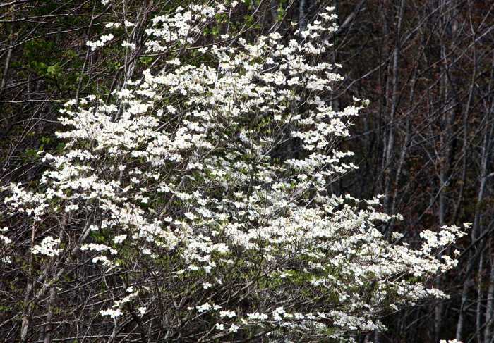 Dogwood