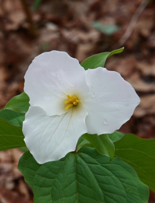 Trillium